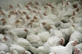  Kuwait bans import of poultry from Kazakhstan