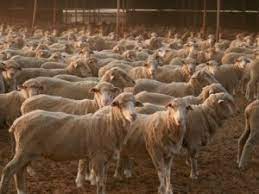 Kuwait livestock firm suffers $7m losses