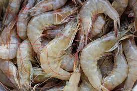 KISR experts farm white-leg shrimp